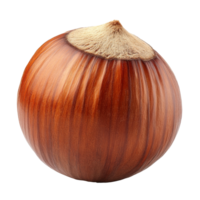 Hazelnut in shell on white background png