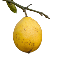 Fresh lemon hanging from tree branch in sunlight png