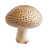 Unique mushroom with distinctive cap and texture png