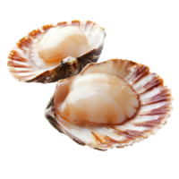 Fresh scallops in shells, ready to cook png