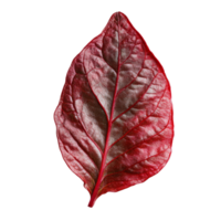 A vibrant red leaf resting on a smooth surface png