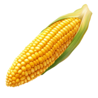 Fresh corn on the cob on a surface png