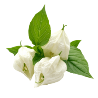 White flowers with green leaves displayed png