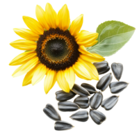 Sunflower with seeds on white background png