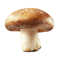 Fresh brown mushroom standing on a plain surface png