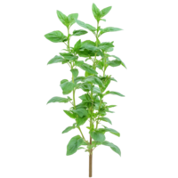 Fresh basil plant growing in a garden setting png