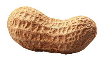 A close view of a raw peanut resting on a surface png