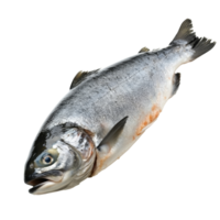 Fresh salmon fish on display in a market setting png