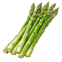 Green asparagus on a white background png