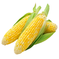 Fresh corn on the cob displayed with green husks png