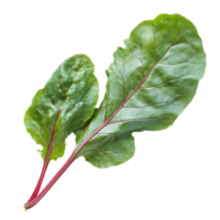 Freshly harvested greens with vibrant red stems png