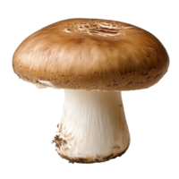 Common mushroom with a smooth cap and thick stem png