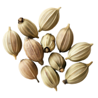 Whole cardamom pods on white background png
