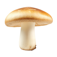 A close view of a fresh edible mushroom on display png