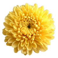 Bright yellow chrysanthemum bloom in close view png
