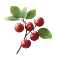 Red apples on a branch with green leaves in autumn png