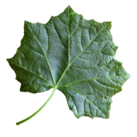 Green maple leaf resting on a white surface png