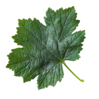 Green vine leaf with intricate texture and shape png