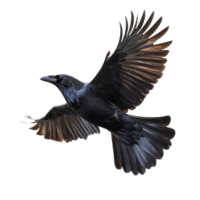 Majestic raven in flight over open space png