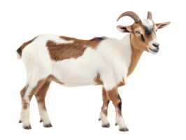Goat standing in a neutral setting with unique fur png
