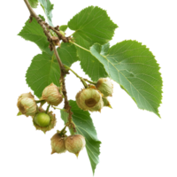 Cluster of hazelnuts growing on a branch png