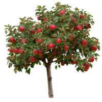Apple tree with ripe fruit in a garden setting png