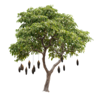 Unique tree with hanging durians during the day png