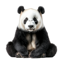 Majestic panda sits calmly in tranquil pose png