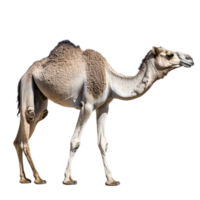Camel walking gracefully in a desert environment png