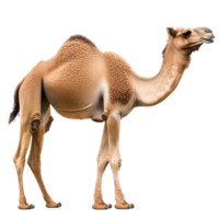 Camel standing in a natural pose at midday png