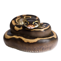Ball python curled up in a relaxed position png