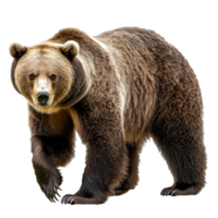 Grizzly bear walking through a forested area png
