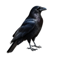 Raven standing on a surface in natural light png