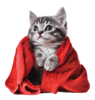 Curious kitten wrapped in a cozy red towel indoors png