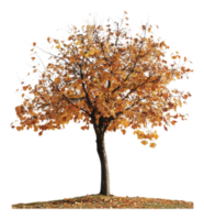 Autumn tree shedding leaves in a tranquil setting png
