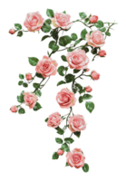 Beautiful pink roses forming a number seven design png