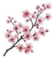 Cherry blossom branch with delicate pink flowers png