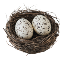 Beautiful speckled eggs nestled in a twig nest png