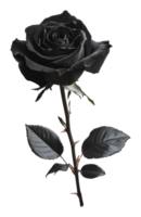 A black rose against a white background in detail png