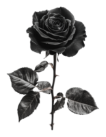 Elegant black rose on a white background png