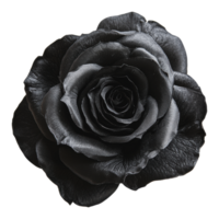 Black rose with intricate petals and rich texture png