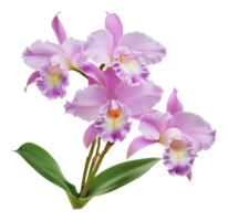Beautiful pink orchids in full bloom in spring png