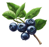 Fresh blueberries on the branch with green leaves png