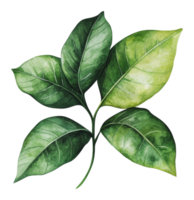 Cluster of green leaves on white png