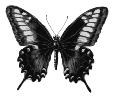Butterfly with open wings illustration png
