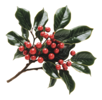 A decorative holly branch with vibrant red berries png