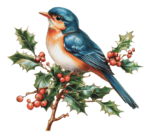 Bluebird perched on holly branches in winter png