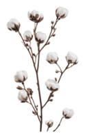 Cotton plant branch with soft white bolls in focus png