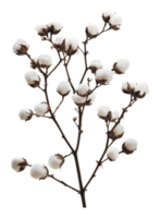 Cotton branch with fluffy white bolls on display png
