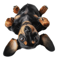 Dachshund lying on back with perked ears png